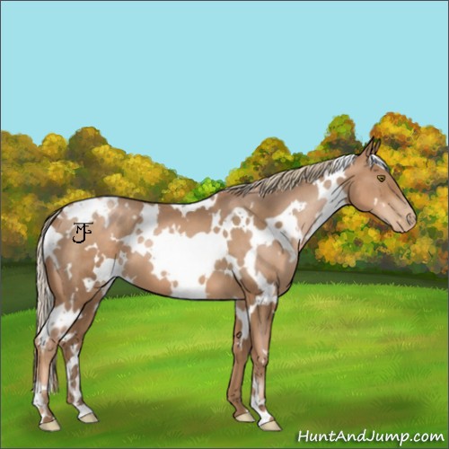 Horse Color:White Spotted Liver Chestnut Pearl 