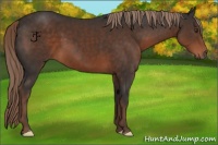 Horse Color:Liver Chestnut 