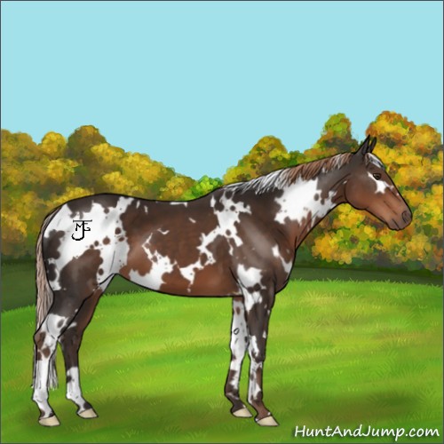 Horse Color:White Spotted Liver Chestnut 