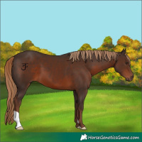 Horse Color:Liver Chestnut 