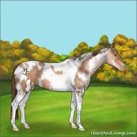 Horse Color:White Spotted Brown Pearl Tobiano Rabicano
