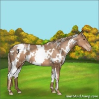 Horse Color:White Spotted Liver Chestnut Pearl 