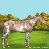Horse Color:White Spotted Liver Chestnut Pearl 