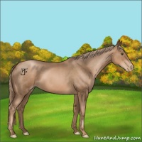 Horse Color:Liver Chestnut Pearl 