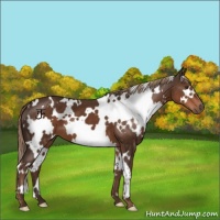 Horse Color:White Spotted Liver Chestnut 