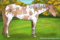 Horse Color:White Spotted Liver Chestnut Pearl 