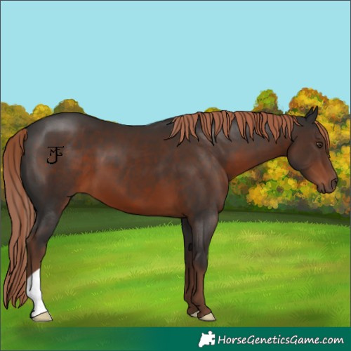 Horse Color:Liver Chestnut 