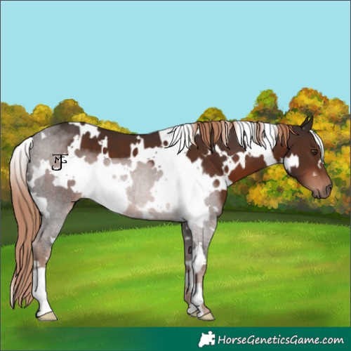 Horse Color:White Spotted Liver Chestnut 