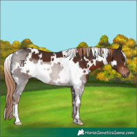 Horse Color:White Spotted Liver Chestnut 