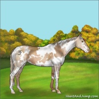 Horse Color:White Spotted Liver Chestnut Pearl 