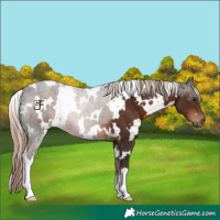 Horse Color:White Spotted Liver Chestnut 