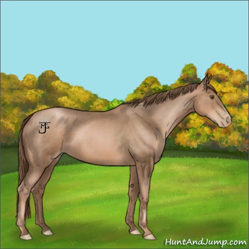 Horse Color:Liver Chestnut Pearl 