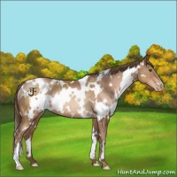 Horse Color:White Spotted Brown Pearl Rabicano 