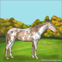 Horse Color:White Spotted Liver Chestnut Pearl