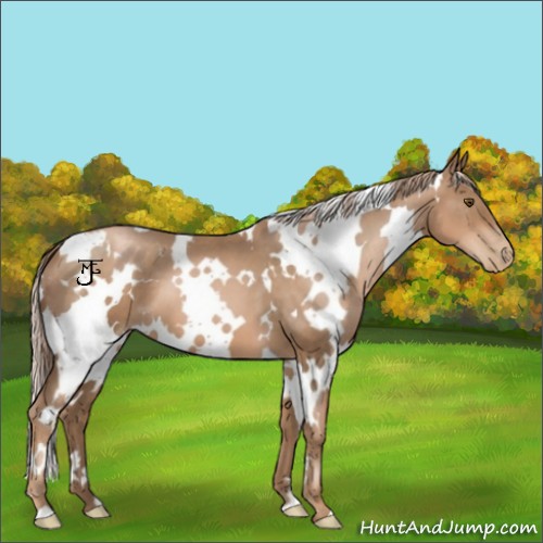 Horse Color:White Spotted Liver Chestnut Pearl 