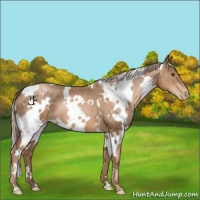 Horse Color:White Spotted Liver Chestnut Pearl 