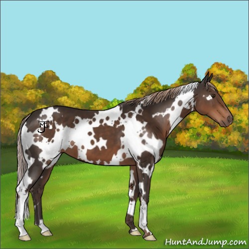 Horse Color:White Spotted Liver Chestnut 