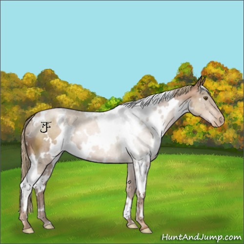 Horse Color:White Spotted Liver Chestnut Pearl 