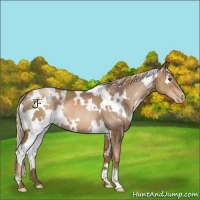 Horse Color:White Spotted Liver Chestnut Pearl 