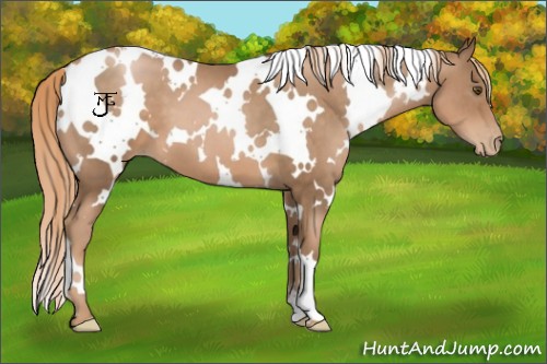 Horse Color:White Spotted Liver Chestnut Pearl 