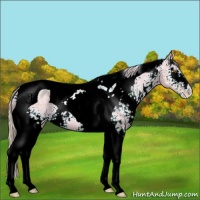 Horse Color:Watercolor White Spotted Silver Grullo Ice Pearl Tobiano