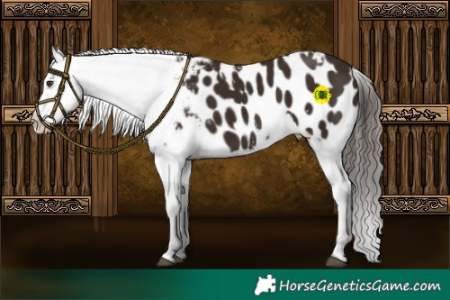 Horse Color:White Spotted Liver Chestnut Appaloosa 
