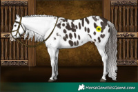 Horse Color:White Spotted Liver Chestnut Appaloosa