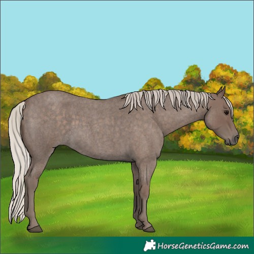 Horse Color:Silver Blue Roan