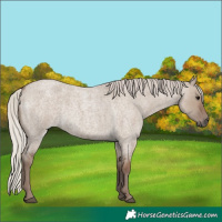 Horse Color:Silver Grullo Roan 
