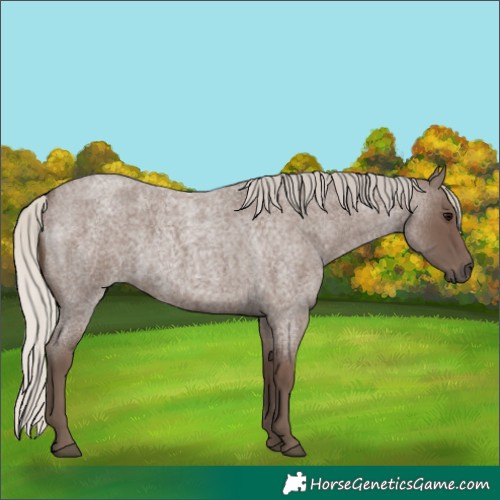 Horse Color:Silver Blue Roan 
