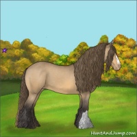 Horse Color:Buckskin Varnish 