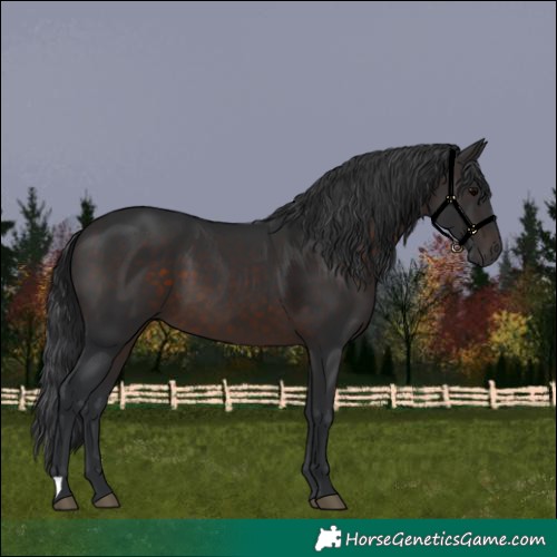 Horse Color:Brown 