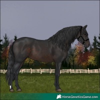 Horse Color:Brown 