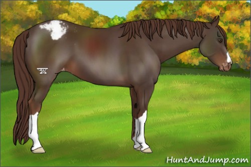 Horse Color:Liver Chestnut Appaloosa 