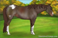 Horse Color:Liver Chestnut Appaloosa 