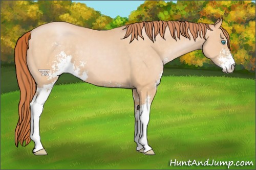 Horse Color:Buckskin Pearl Sabino 