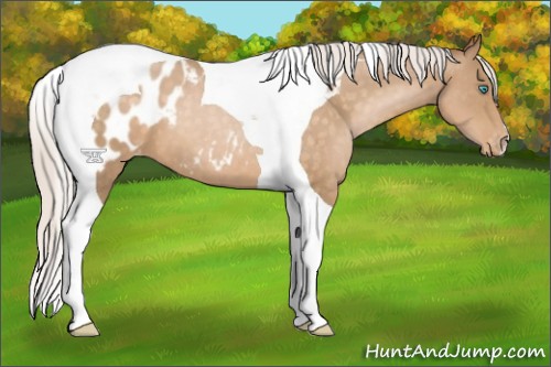 Horse Color:Silver Buckskin Pearl Tobiano Appaloosa