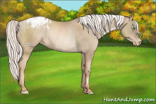 Horse Color:Silver Smoky Black Pearl Appaloosa Rabicano