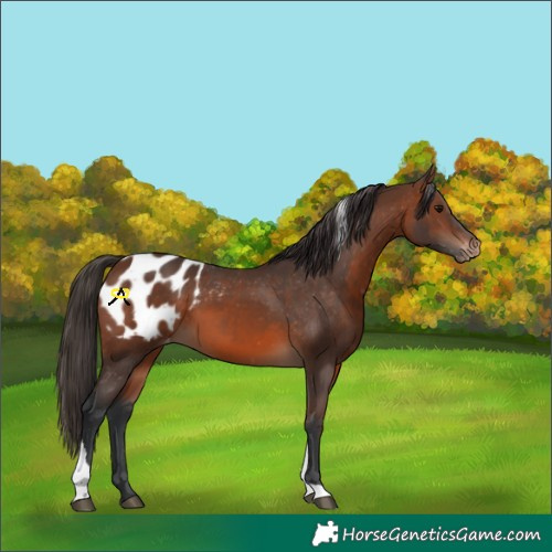 Horse Color:Brown Tobiano Appaloosa