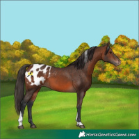 Horse Color:Brown Tobiano Appaloosa 
