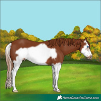 Horse Color:Chestnut Splash Frame