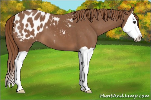 Horse Color:Chestnut Splash Appaloosa