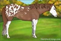 Horse Color:Chestnut Splash Appaloosa