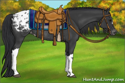 Horse Color:Black Appaloosa Rabicano
