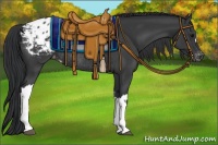 Horse Color:Black Appaloosa Rabicano