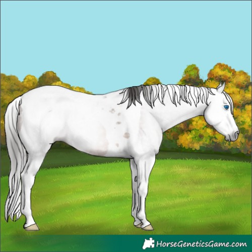 Horse Color:Gray Bay Splash Tobiano
