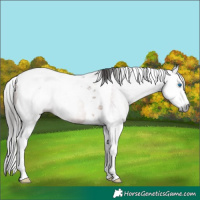 Horse Color:Gray Bay Splash Tobiano 