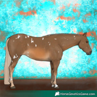 Horse Color:White Spotted Chocolate Palomino 
