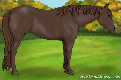 Horse Color:Liver Chestnut 