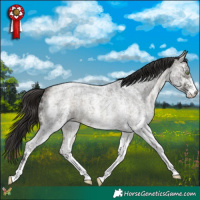 Horse Color:White Spotted Buckskin Ice Roan 